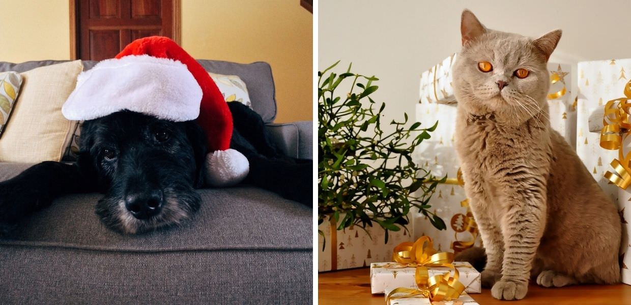 Natale, OIPA: "Gli animali non sono oggetti da regalare"