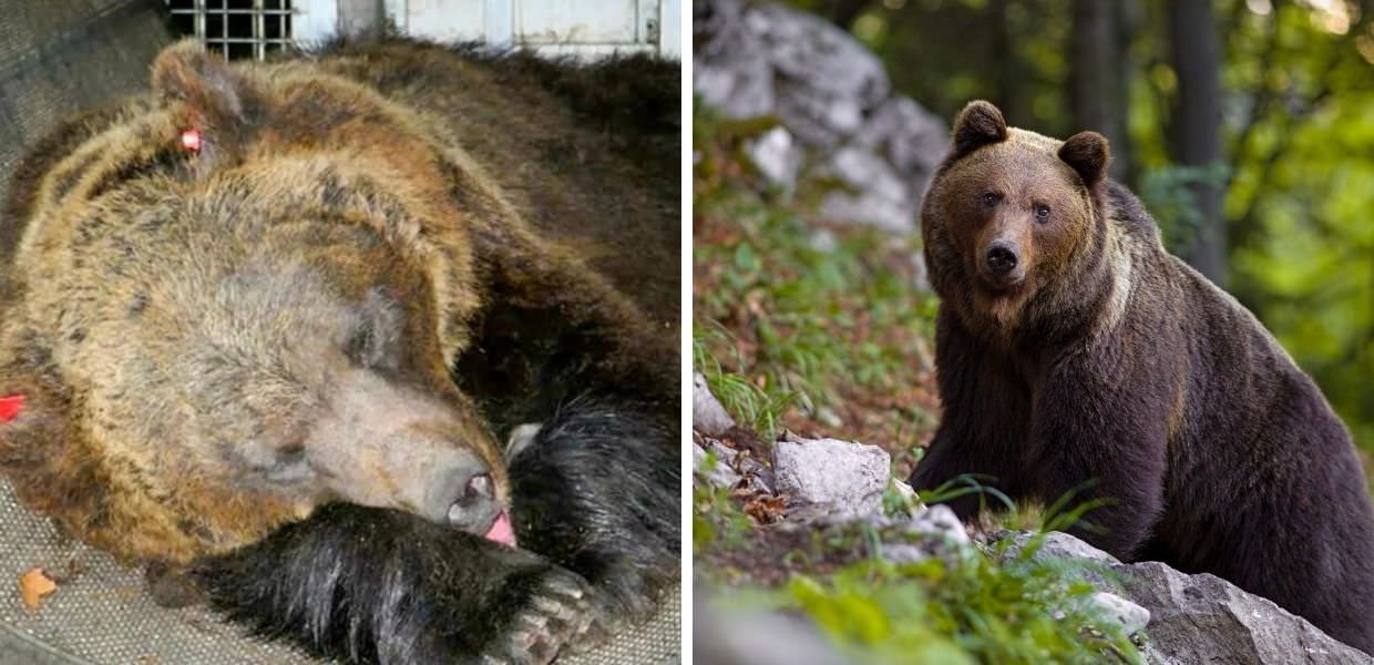 Orsi JJ4 e MJ5, TAR rimette gli atti alla Corte di giustizia UE