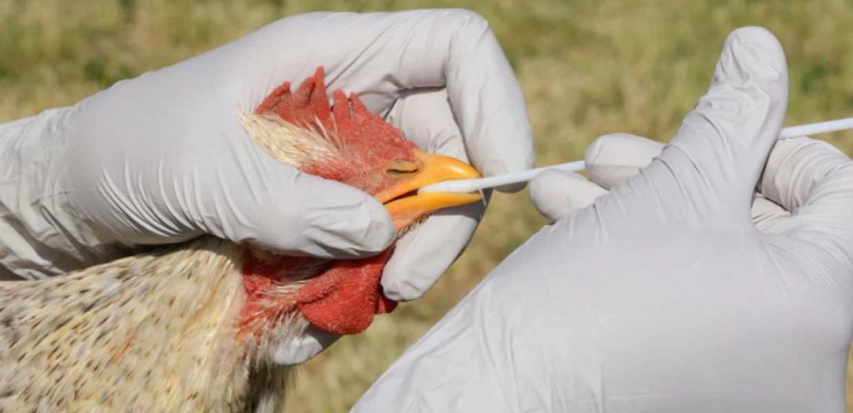 Influenza aviaria, allarme in Puglia: oltre 100 animali abbattuti