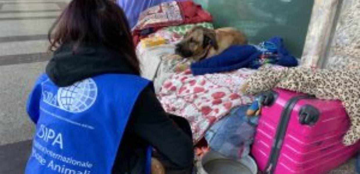 roma oipa clochard cani