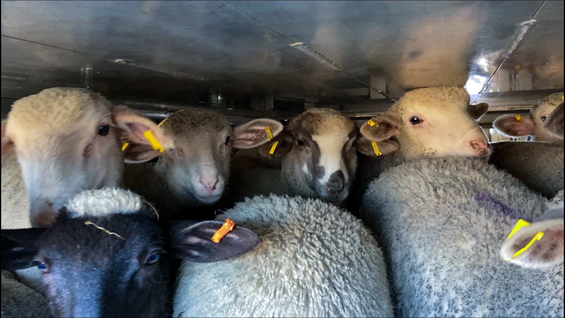 trasporto agnelli natale