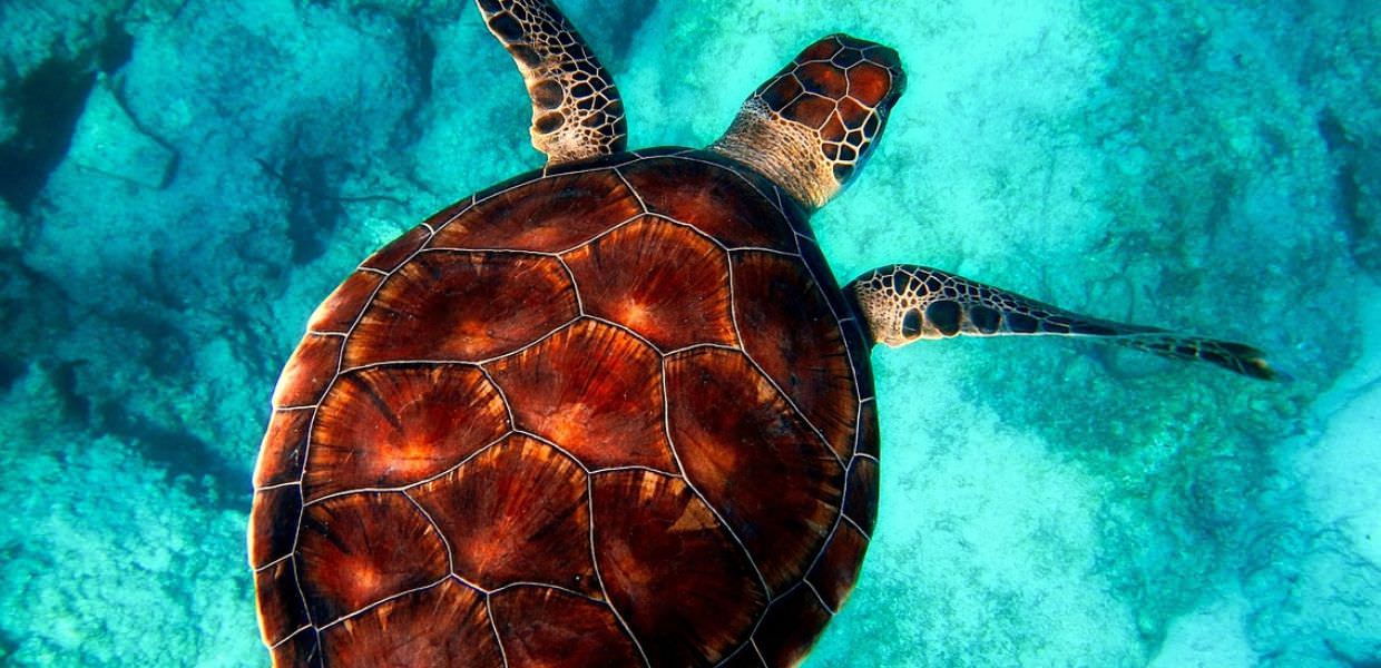 L'aumento dell'acidità degli oceani sta mettendo a dura prova la vita marina