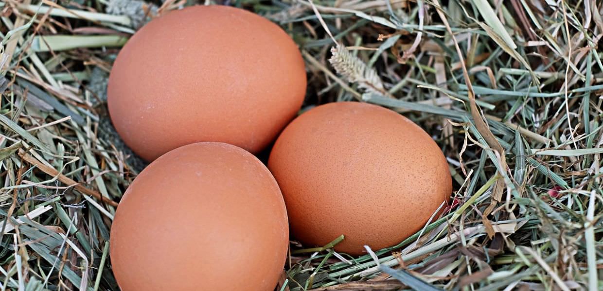 PFAS Olanda uova studio