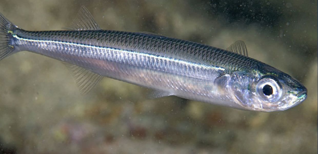 Umbria, Lago Trasimeno, la siccità crea problemi ed allontana i ‘latterini’