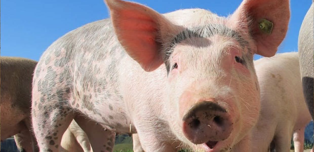 Umbria, Spello, tolto suino vivo dal premio della tombola