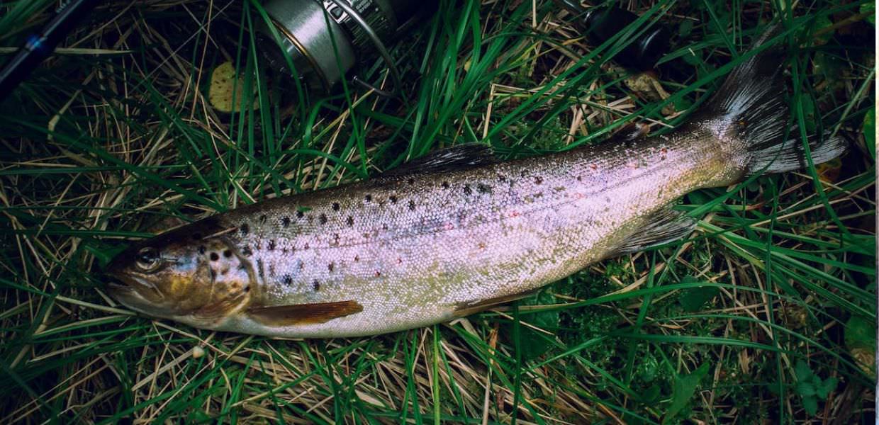 Umbria, il caldo influenza la riproduzione delle trote, l’allarme di Legambiente