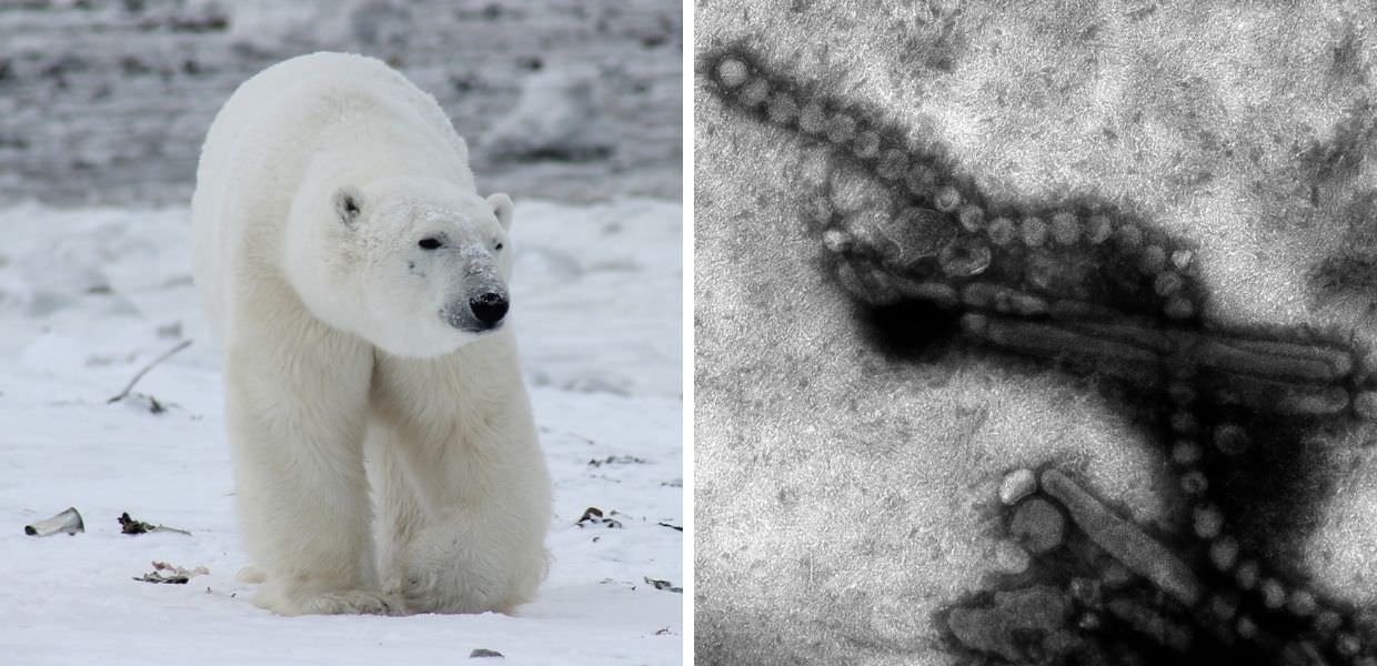 Allarme influenza aviaria in Alaska, morto il primo orso polare