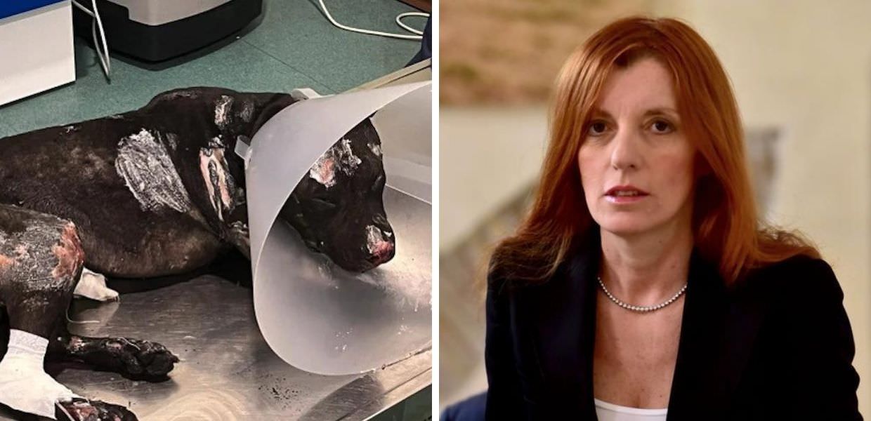 Animali maltrattati in Italia, arrivano pene più severe