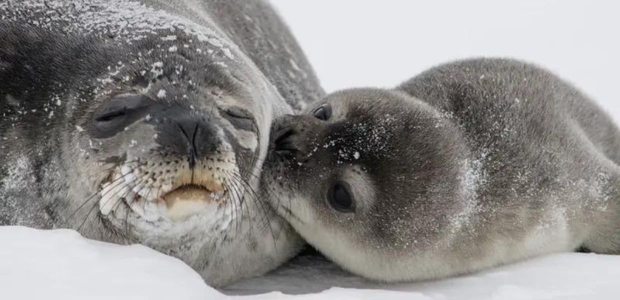 Primo caso di influenza aviaria tra le foche dell'Antartide: verso una nuova pandemia?