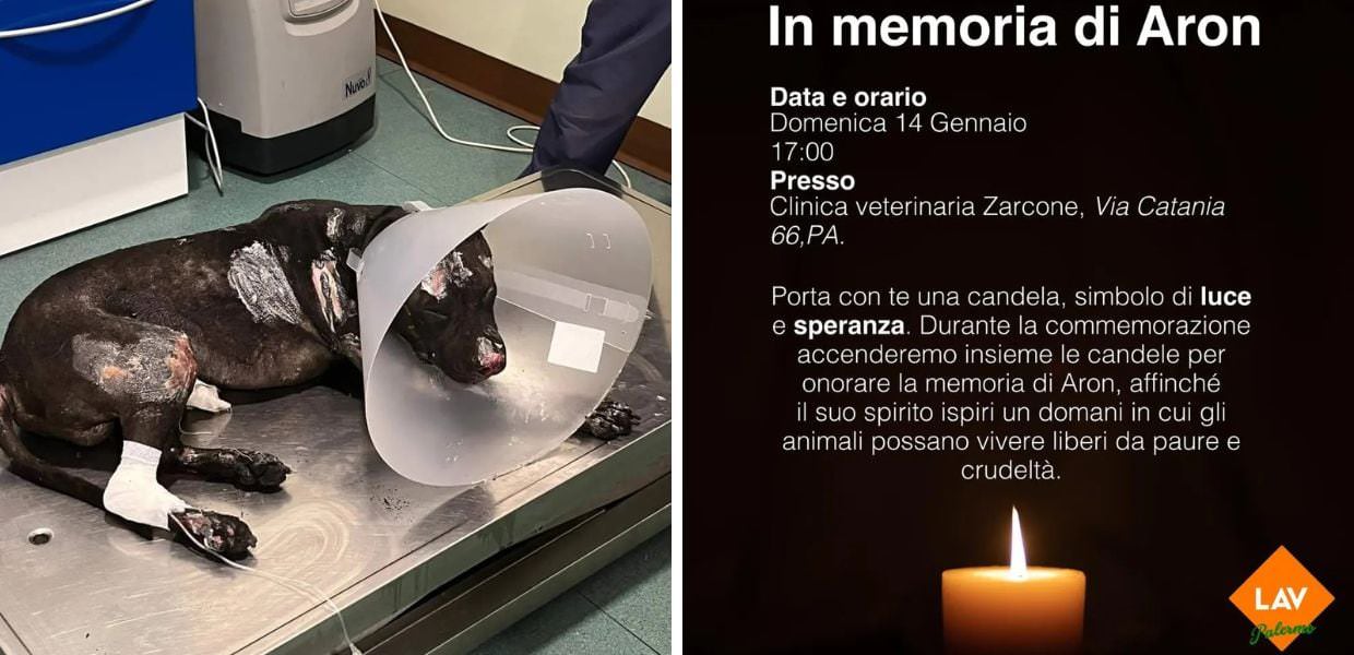 aron morto cane bruciato palermo