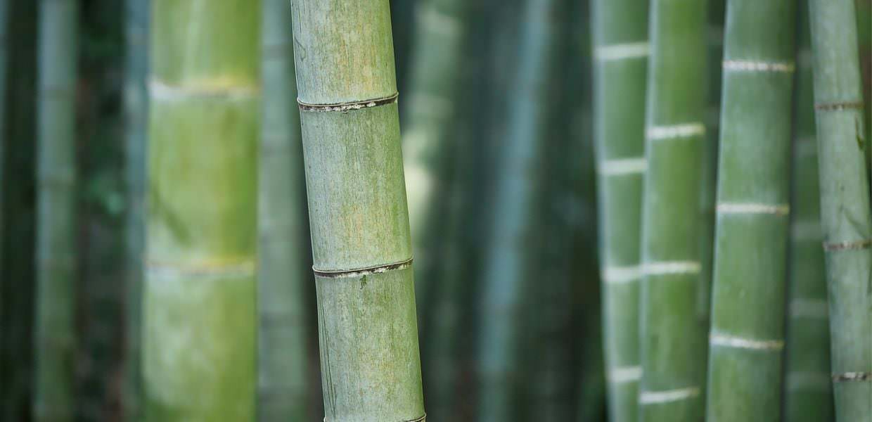bambù alternativa plastica monouso studio