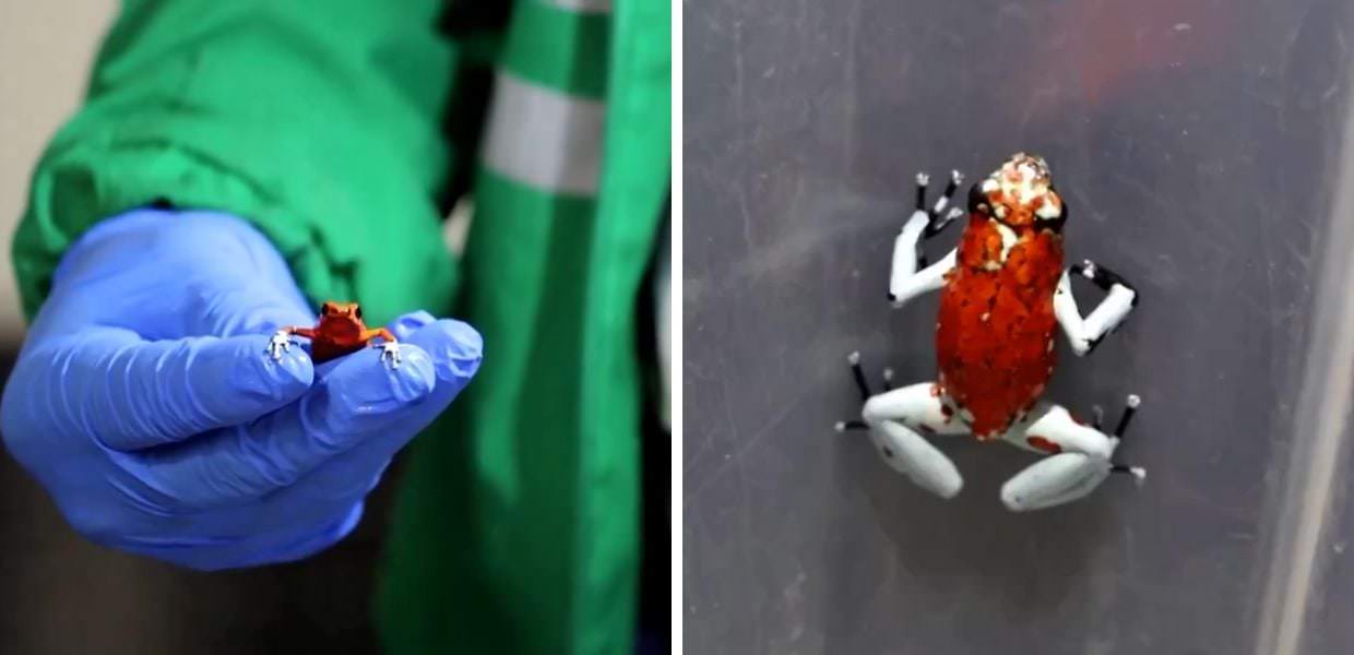 Colombia, sequestrate 130 piccole (ma velenosissime) rane