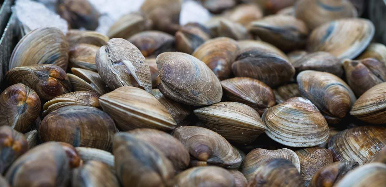clima vongole italia