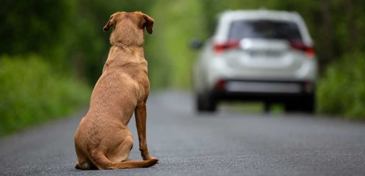 Ok al ritiro della patente per chi abbandona gli animali