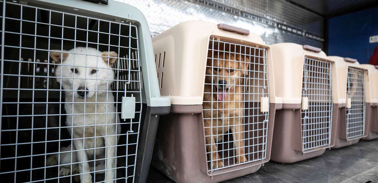 Stop alla carne di cane in Corea del Sud