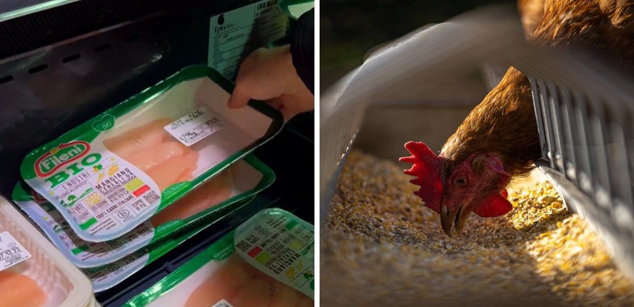 Multa da 100mila euro per Fileni: i suoi polli non mangiano italiano