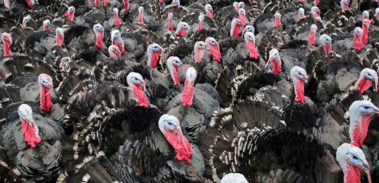 Francia, allarme per tacchini contaminati da listeria