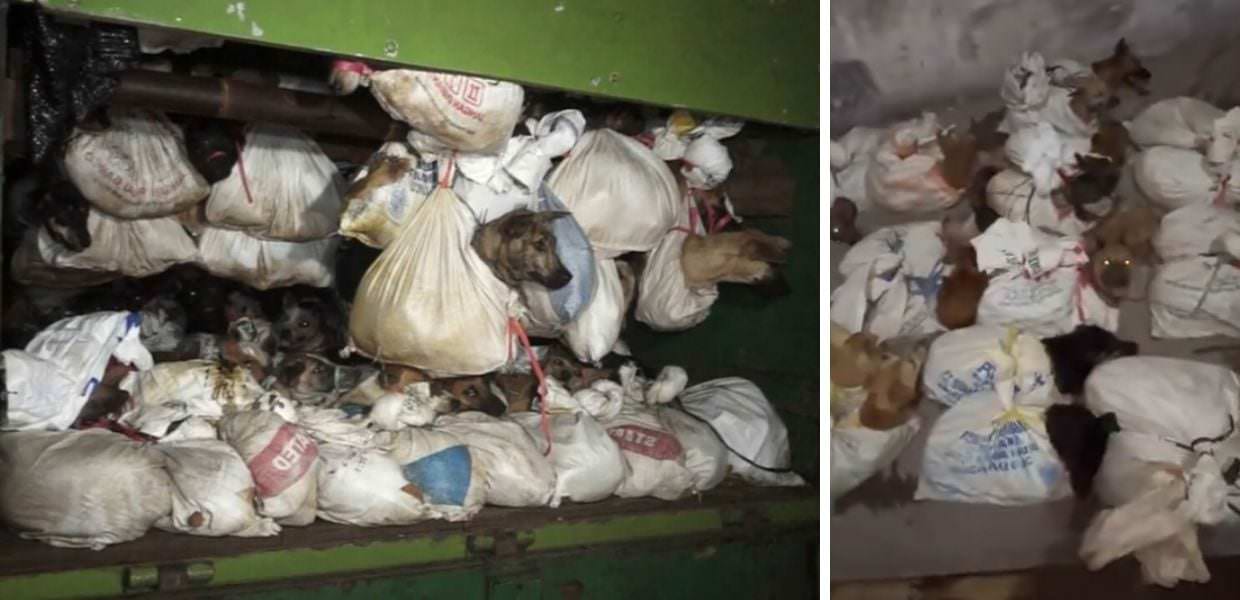 Indonesia, scoperto camion con oltre 200 cani destinati al macello. Il video