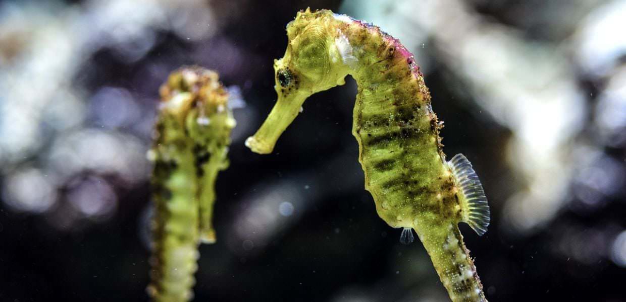 Così l'uomo fa scomparire (anche) i cavallucci marini