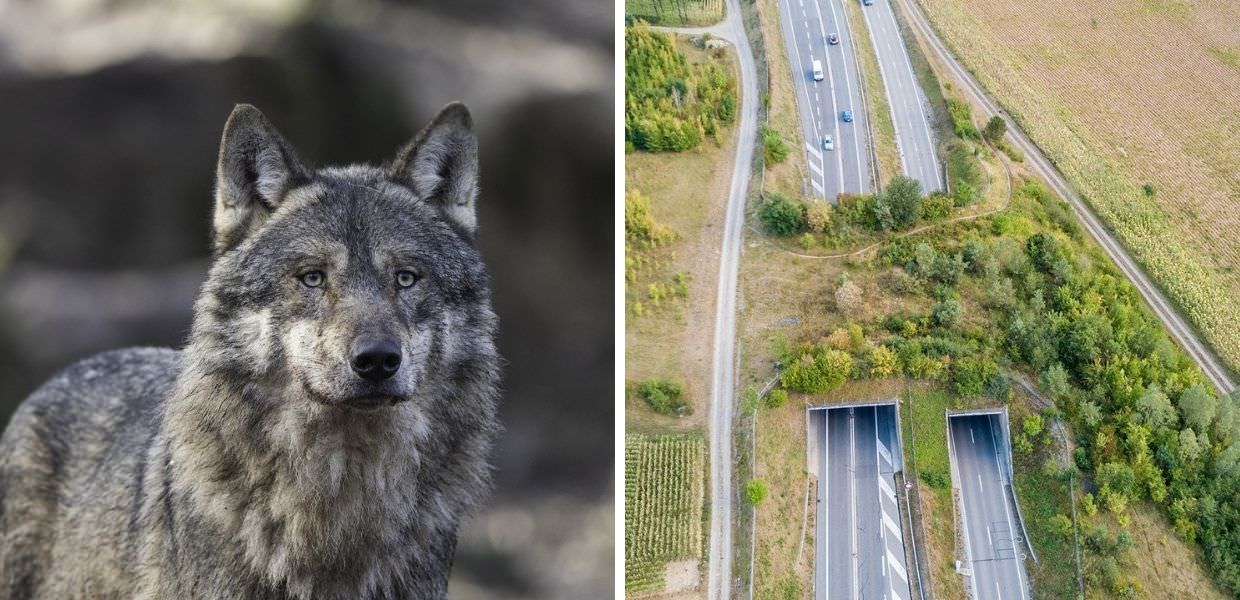 Frosinone, lupo ucciso da auto in corsa: i corridoi faunistici sono una necessità