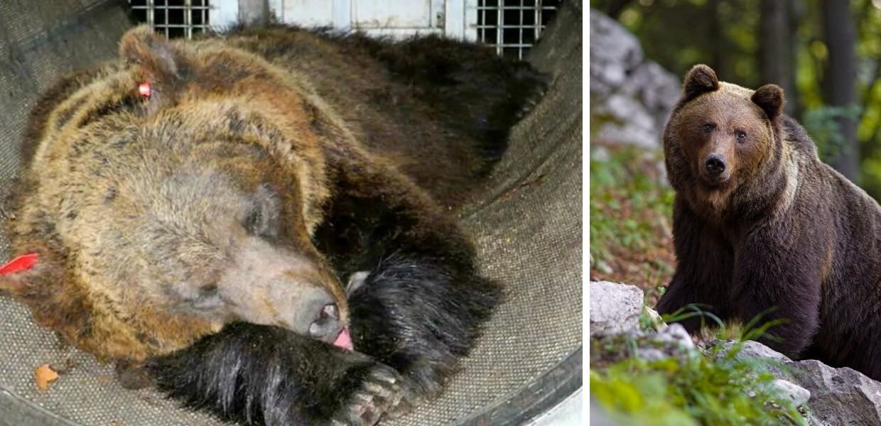 Verso il trasferimento dell'orsa JJ4 in Romania?