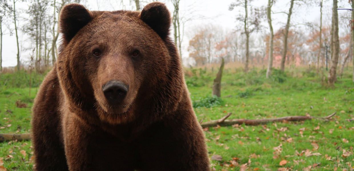 Orsi avvelenati in Trentino? La Provincia Autonoma di Trento smentisce