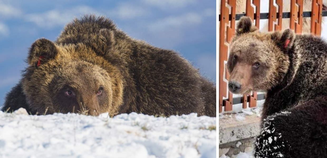 Un anno senza l'orso Juan Carrito. Il Parco d'Abruzzo: "Sempre con noi"