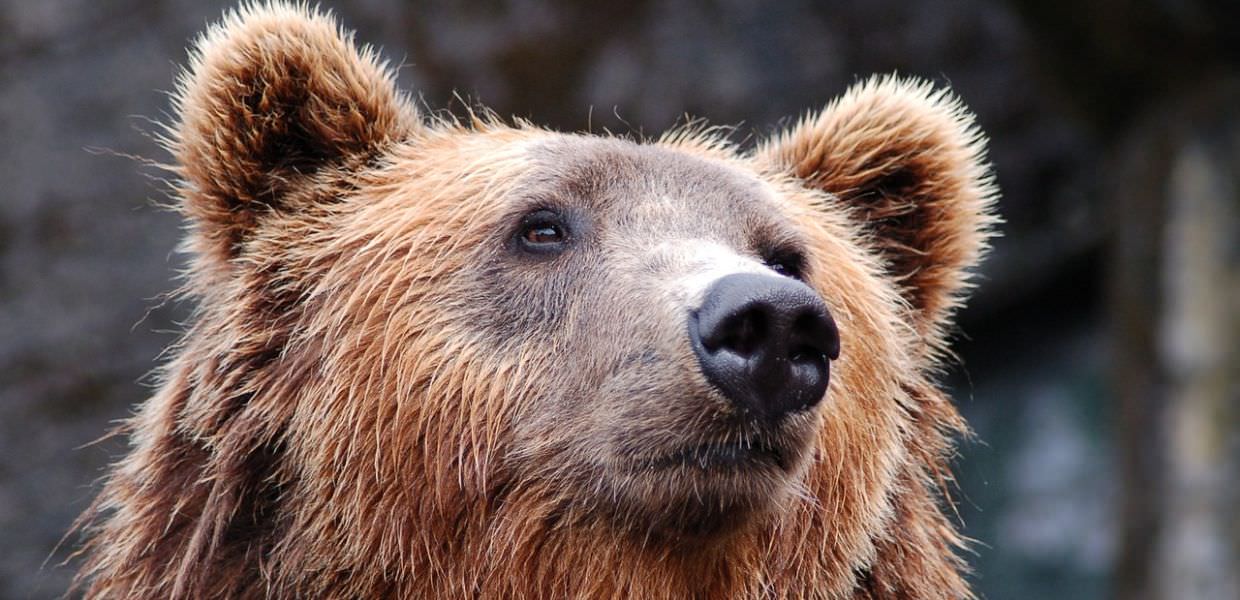 orso mj5 morto animalisti fugatti