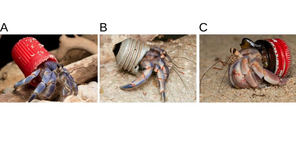 paguri plastica conchiglie studio inquinamento