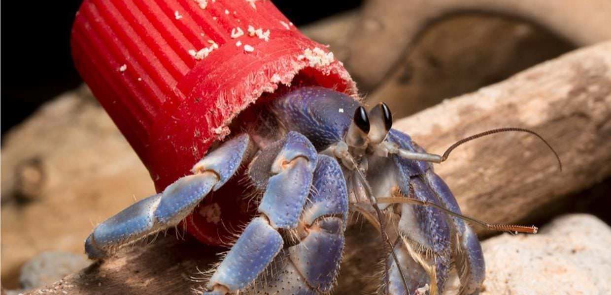 paguri plastica conchiglie studio inquinamento