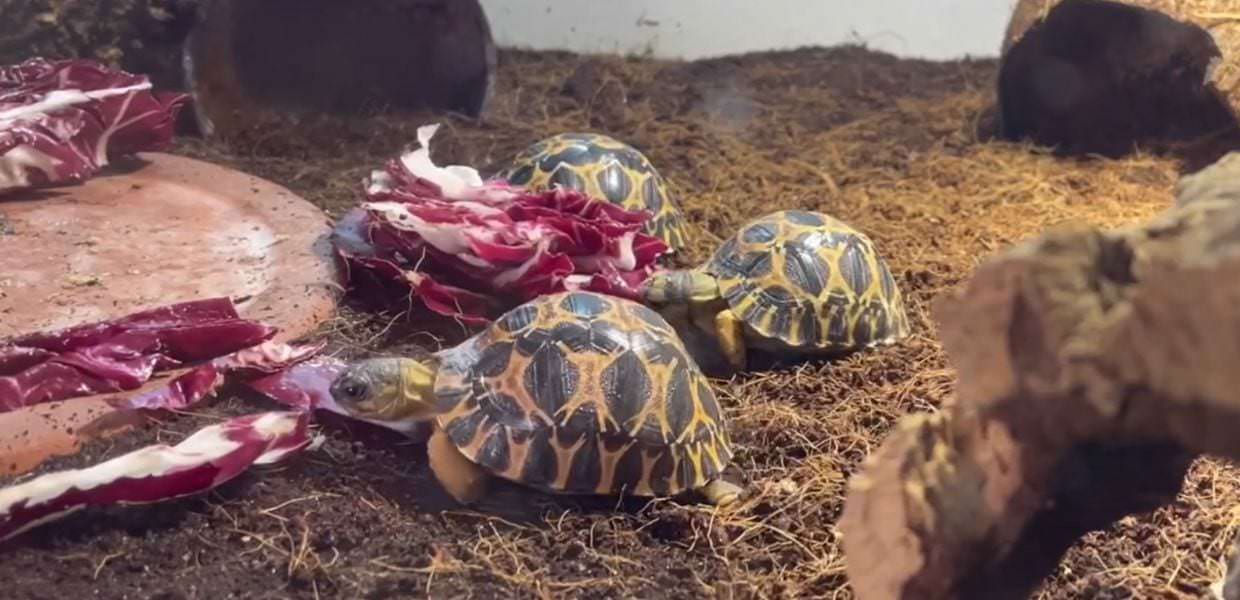 Parco Natura Viva, nate tre rare testuggini: il video