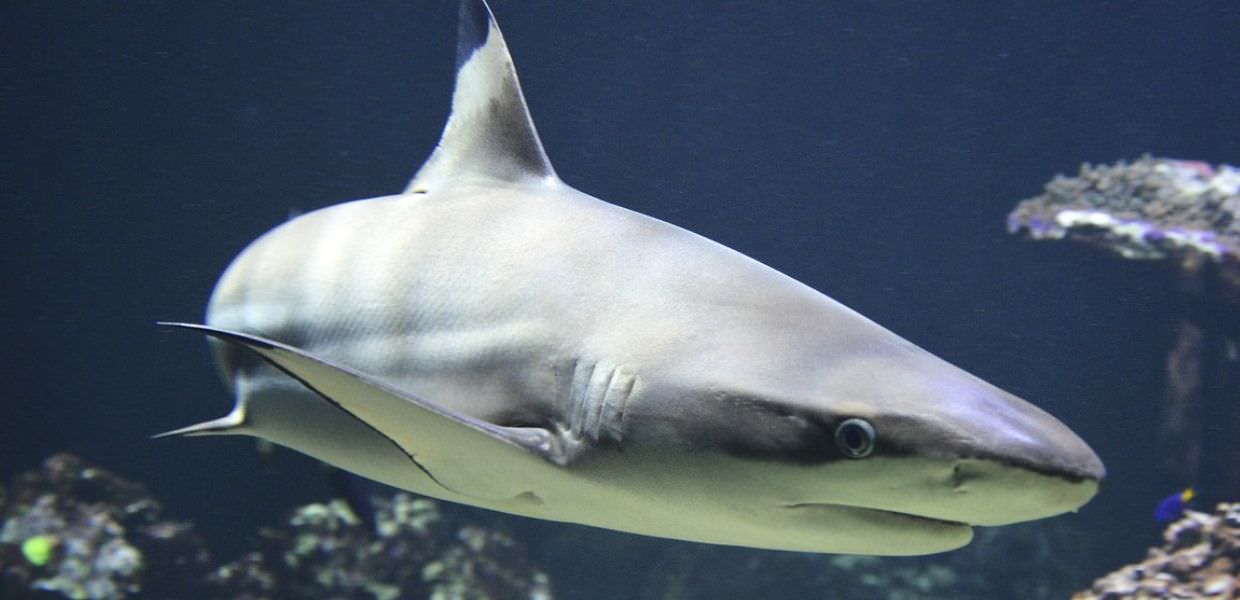 Animali, ogni anno 80 milioni di squali uccisi dalla pesca intensiva