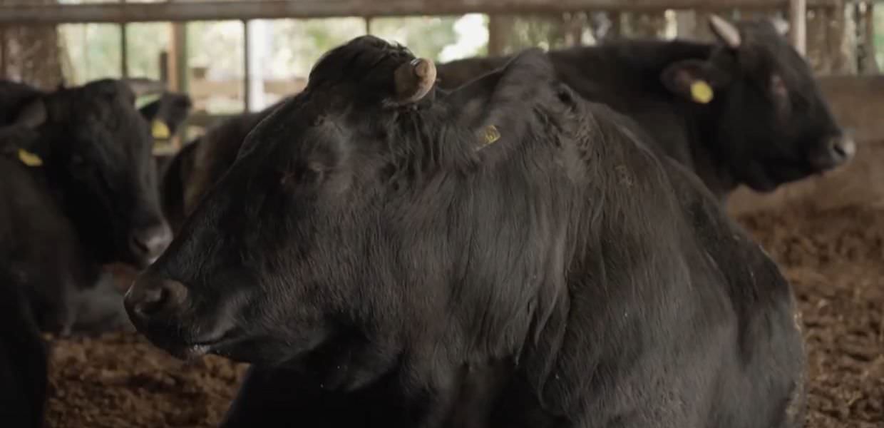 Report, in Giappone mucche allevate tra aromaterapia e musica classica