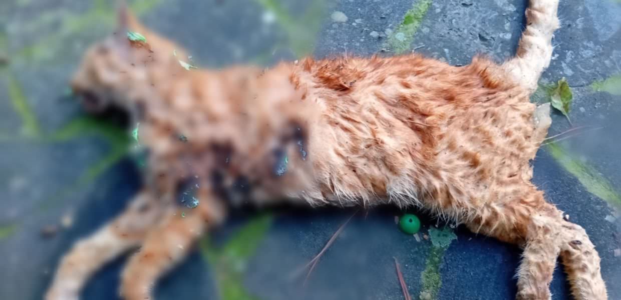 Orrore a Morlupo: gatto ucciso con i petardi