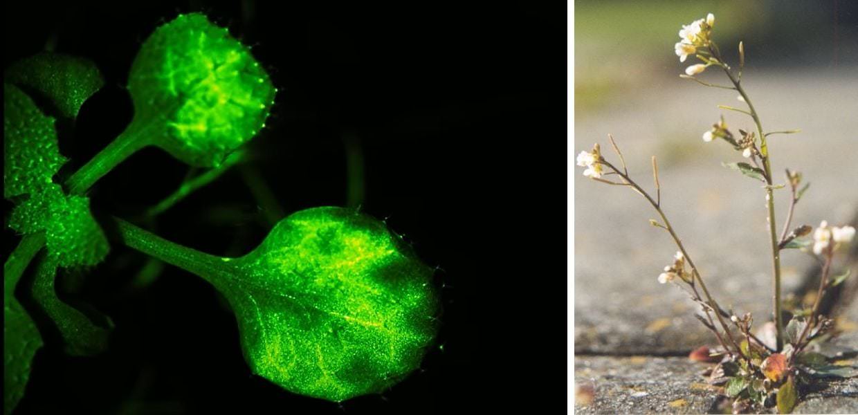 Scienza, ecco come le piante parlano tra loro: il video
