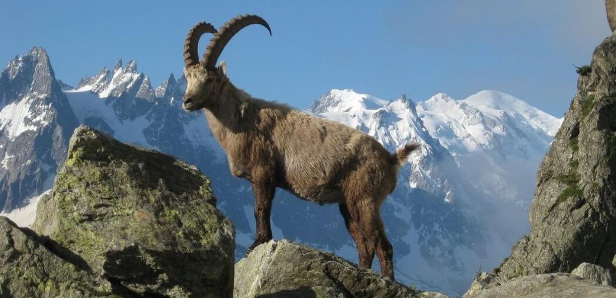 Così i cambiamenti climatici mettono a rischio gli stambecchi