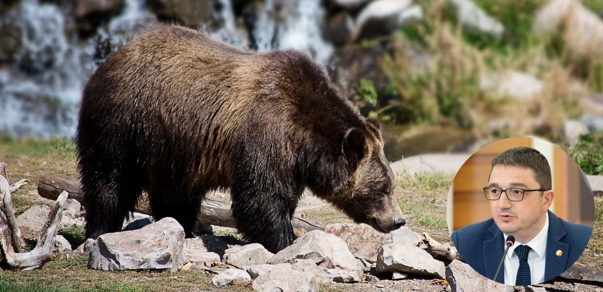 Orsi in Trentino, gli animalisti: "No all'abbattimento"