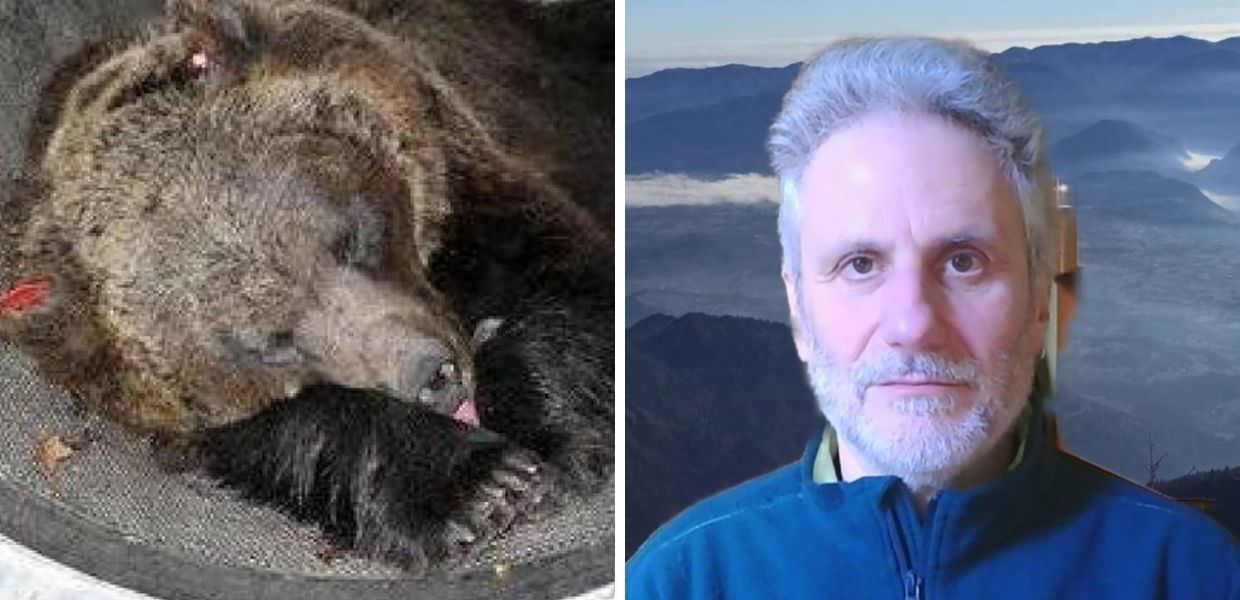 Trentino, come sta l'orsa JJ4? L'intervista a Massimo Vitturi (LAV)