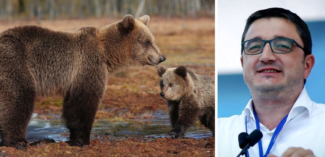 Trentino, ok all'abbattimento di otto orsi all'anno