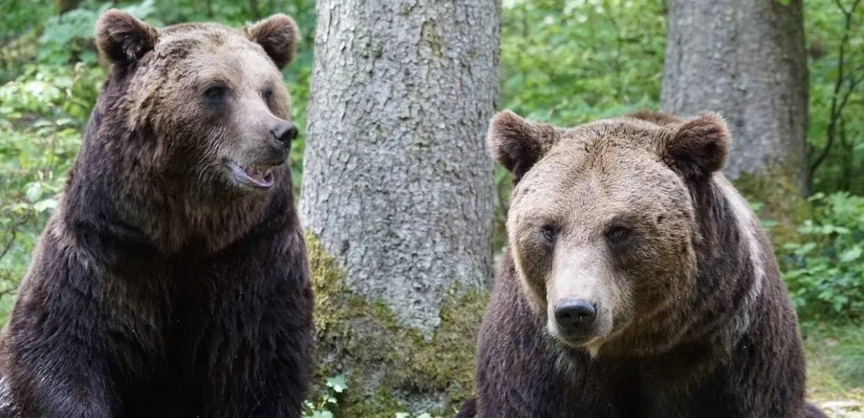 abbattimento orsi in trentino