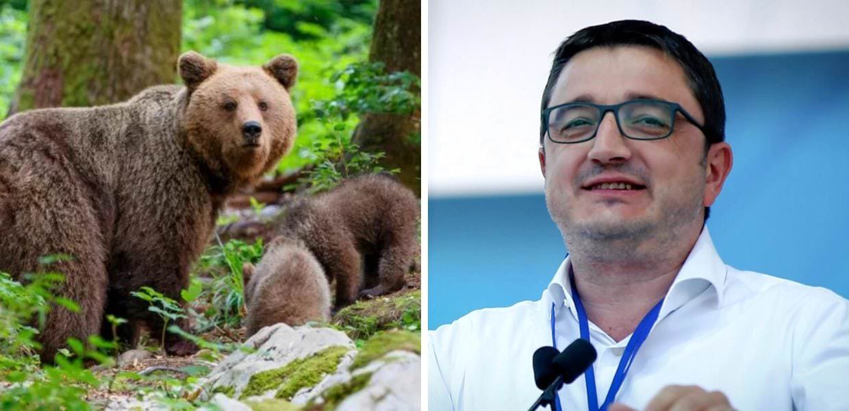 Trentino, Fugatti vuole uccidere otto orsi all'anno