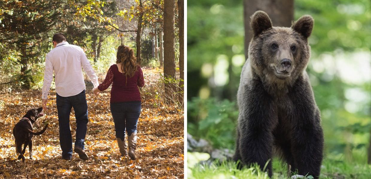 Trentino, l'orso M90 insegue coppia di fidanzati. Giunta Fugatti: "Va abbattuto"