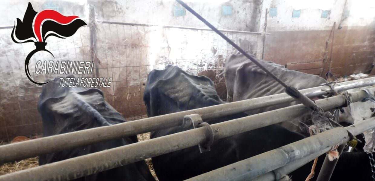 Umbria, 88 mucche sequestrate in allevamento lager