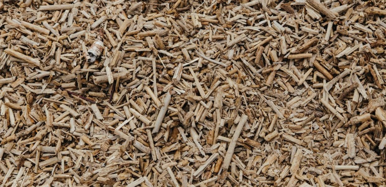 Da legno a cibo, l'obiettivo del progetto Meat from wood