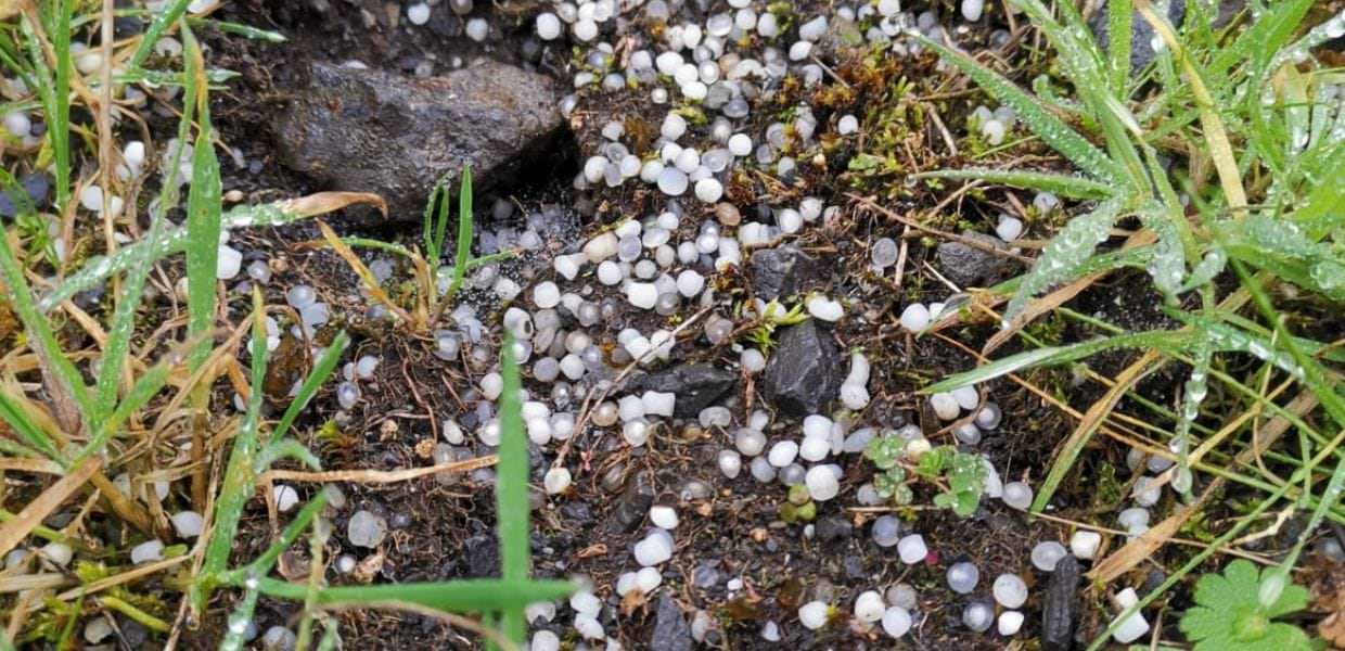 Non solo in Galizia, anche la campagna belga è piena di pellet di plastica