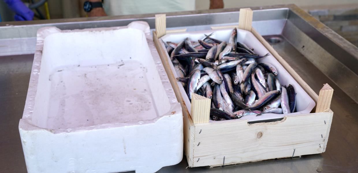 WWF, nel nuovo report le alternative agli imballaggi in plastica per la pesca