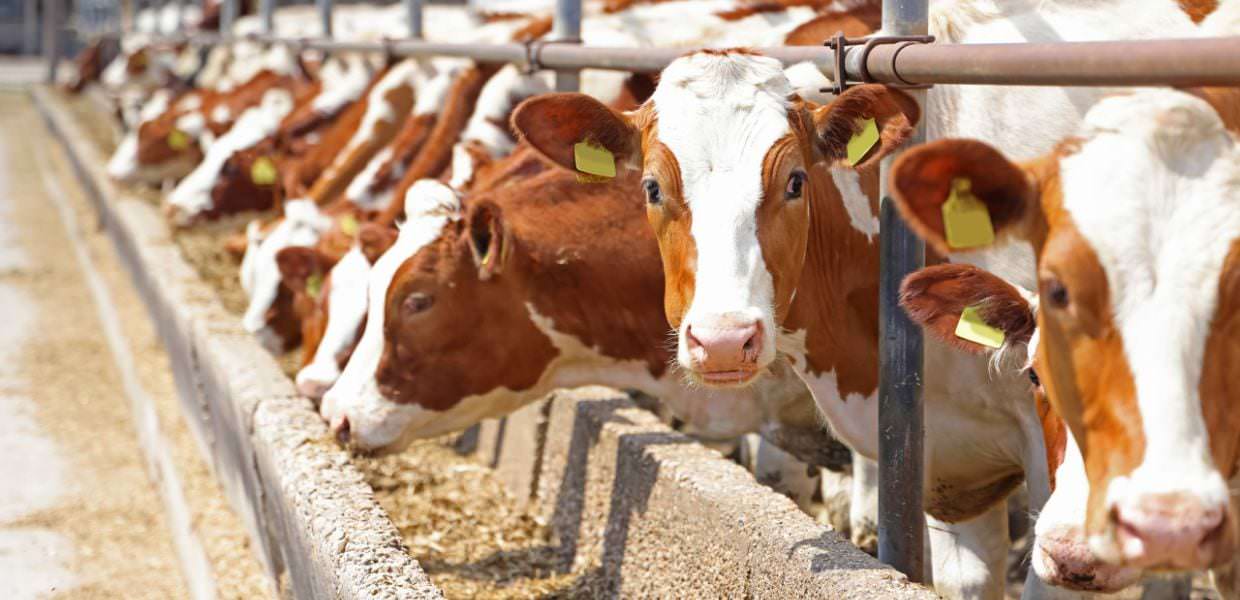 Altroconsumo, italiani sempre più interessati al benessere degli animali