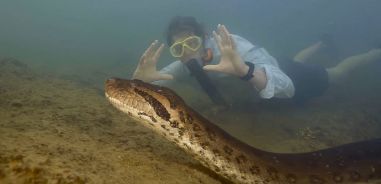 Amazzonia, scoperto il serpente più grande del mondo. Il video