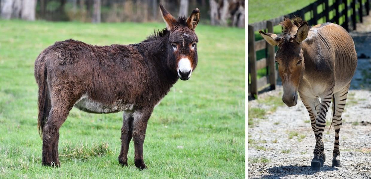 Animali, ogni anno uccisi sei milioni di asini