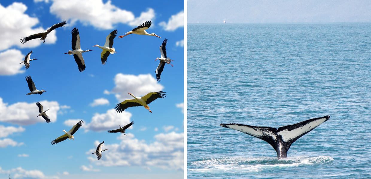 Animali, a rischio il 20% delle specie migratorie